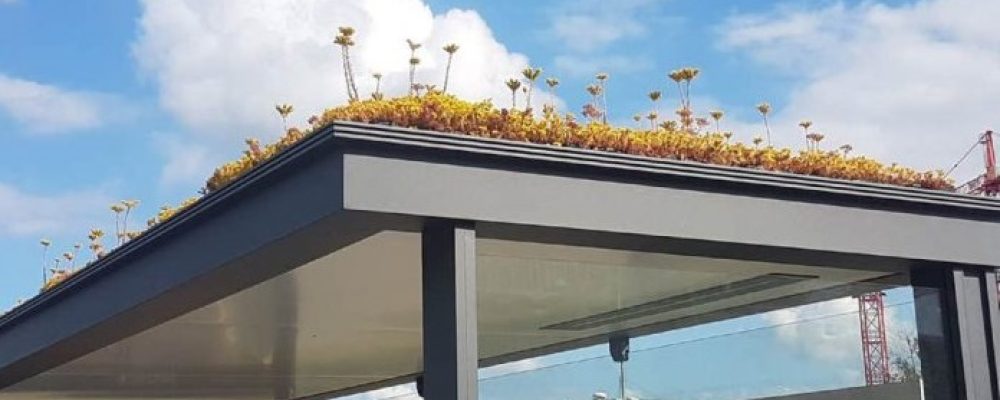 [ Ulyces ] Aux Pays-Bas, des centaines d’abri­bus couverts de fleurs pour sauver les abeilles
